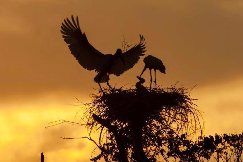 Pantanal Jungle Lodge Passo do Lontra Экстерьер фото