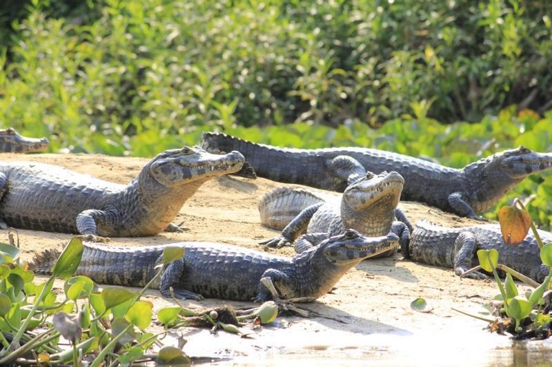 Pantanal Jungle Lodge Passo do Lontra Экстерьер фото